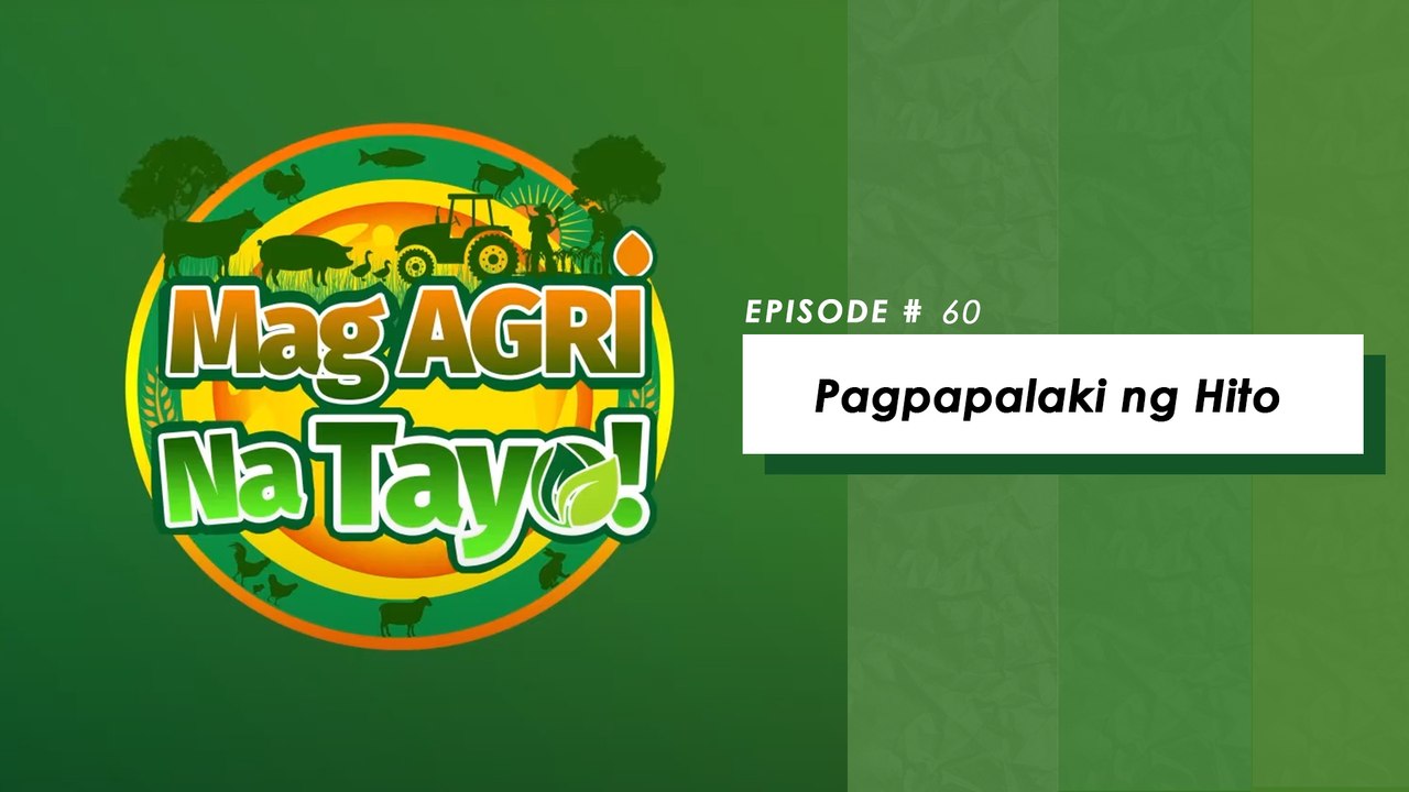 "PAGPAPALAKI NG HITO" Mag-Agri Na Tayo! Ep-60