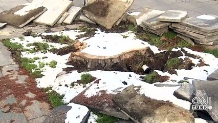 Dolmabahçe'de asırlık çınarlar kesildi | Video