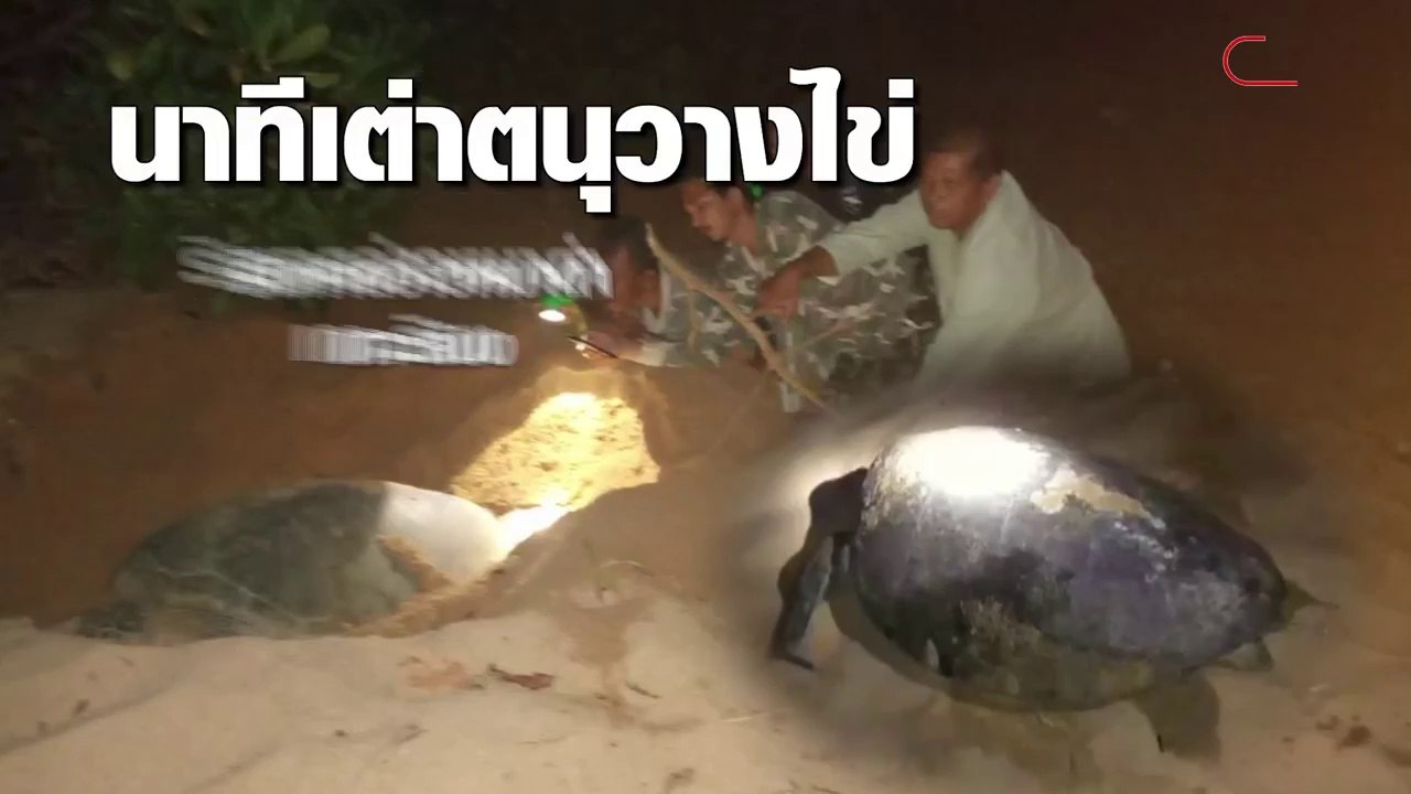 นาทีเต่าตนุวางไข่ ริมหาดอ่าวหมาดำเกาะลิบง