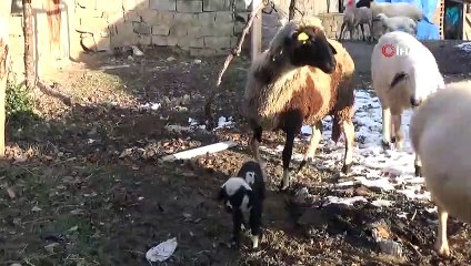 Âmâ kuzuyu evde biberonla besliyorlar