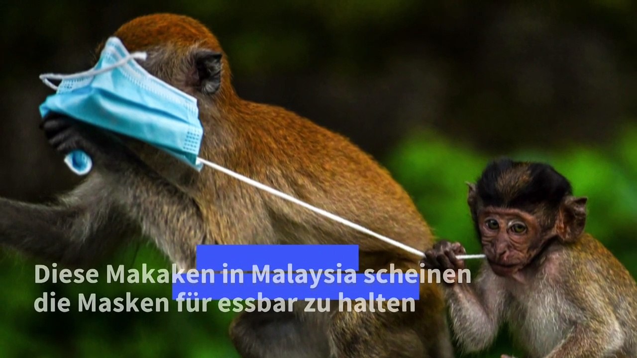 Mund-Nasen-Schutze bedrohen die Tierwelt