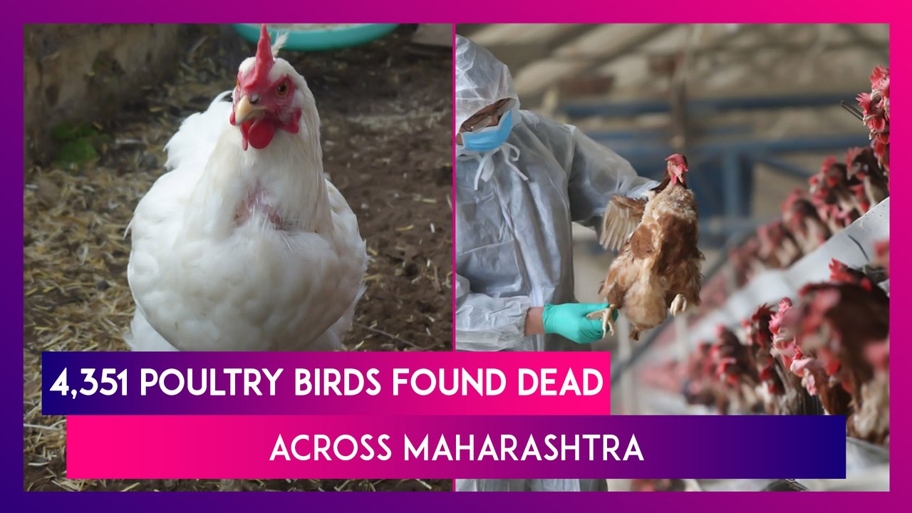 Bird Flu Toll In Maharashtra: 4,351 Poultry Birds Found Dead Across The State, Highest Number Since January 8