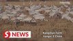 Farmlands become sanctuary to over 1,000 white cranes in China's Jiangxi
