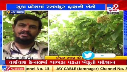 Farmers start cultivation of grapes in Kutch _ TV9News