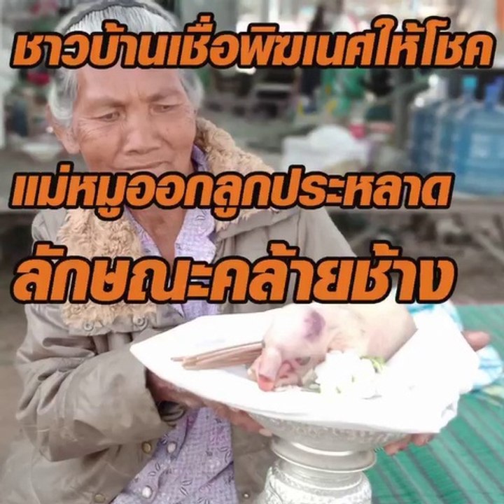 ชาวบ้านเชื่อพิฆเนศให้โชค แม่หมูออกลูกประหลาด ลักษณะคล้ายช้าง