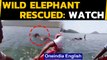 Wild elephant caught in fishing net | Rescued in an 8-hour operation | Oneindia News