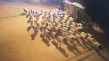 Polis, çalınan koyunları dışkılarını takip ederek buldu