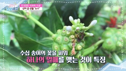 염증 타파⚡ 신이 내린 열매 ‘○○’ 정체는? TV CHOSUN 20210120 방송