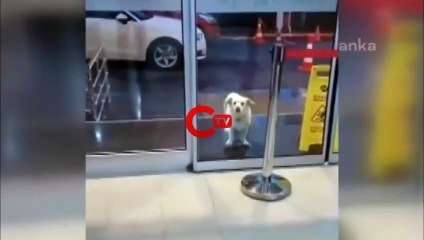 5 gün boyunca hastane kapısında bekleyen 'Boncuk' sahibine kavuştu