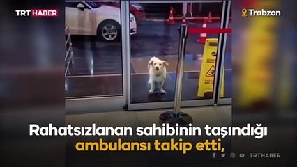 Boncuk 6 gündür hastane kapısında sahibini bekliyor