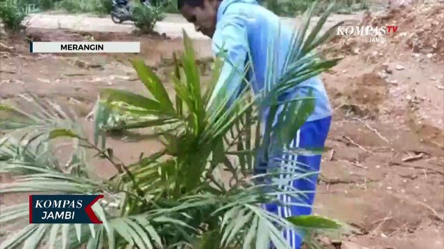 Sulap Bekas Tambang Emas Liar Jadi Kebun Sawit