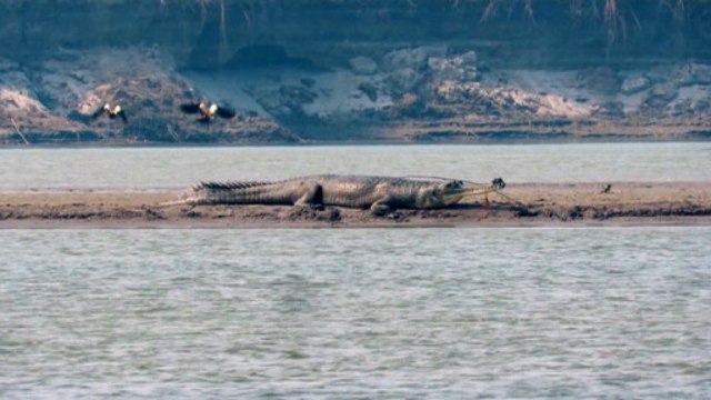 Conheça o gavial, um dos animais mais raros do mundo