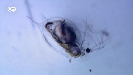 Pesquisa com pulgas d'água revela transformações do Lago de Constança