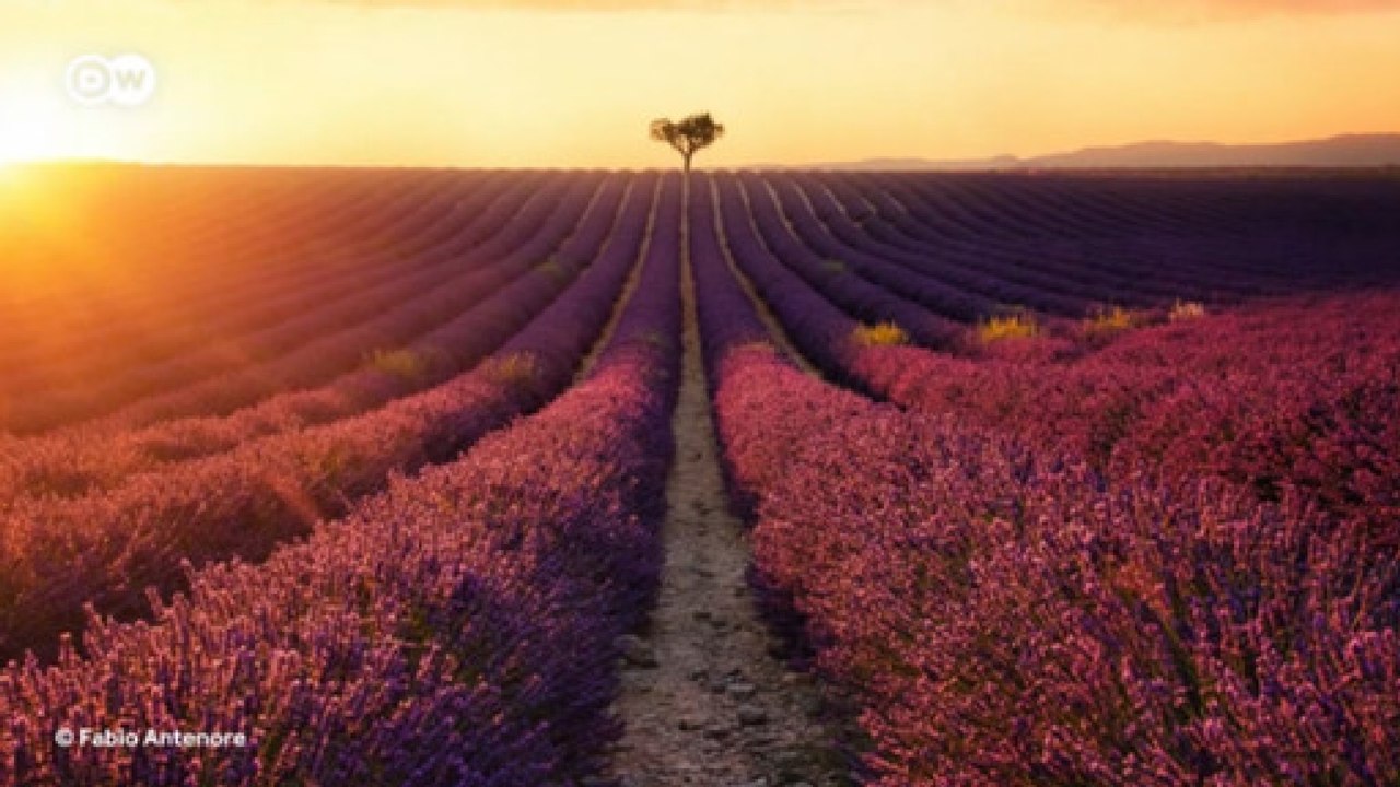 Campos de lavanda na França: a Disneylândia dos fotógrafos