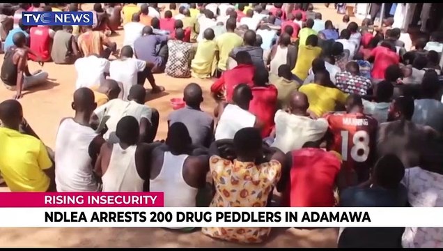 NDLEA arrests 200 drug peddlers in Adamawa