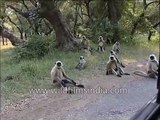 Gray langurs sit by a road while a Jungle cat lurks hidden in a grassland