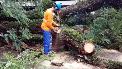 Queda de árvore é registrada no Bairro Country, em Cascavel