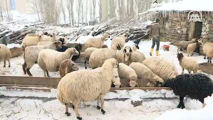 Doğu Anadolu'da kar ve dondurucu soğuk etkili oluyor