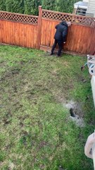 Pup Protects Her Hard Work