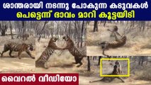 Tigers fighting in front of visitors | Oneindia Malayalam