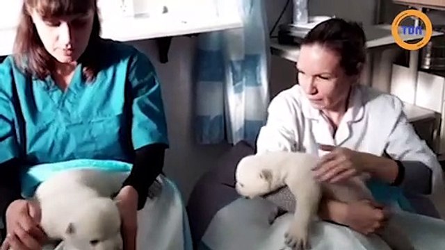 Des oursons polaires abandonnés par leur mère sont chouchoutés par des mères adoptives