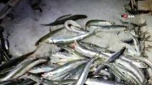 Yasak Kararı İle Hamsi Tüketimi Azaldı Balıkçılar Vatandaşlara Seslendi