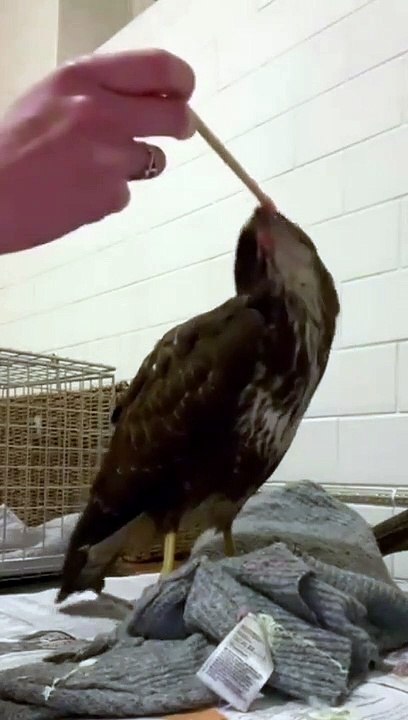 Buzzard (1)