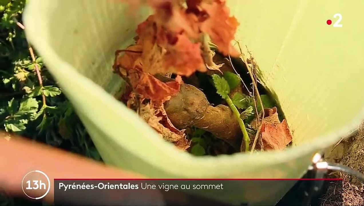 Pyrénées : un vin naturel en haut des sommets