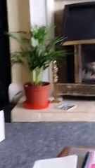 Cat Picks Precarious Place to Play