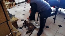 Donmak üzere bulduğu yavru köpeği saç kurutma makinesiyle 7 saat ısıttı
