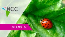 Una plataforma web ayuda a combatir la plaga de chinita arlequín en Chile