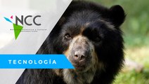 La presencia de Oso de Anteojos en Ecuador, detona programas para su conservación