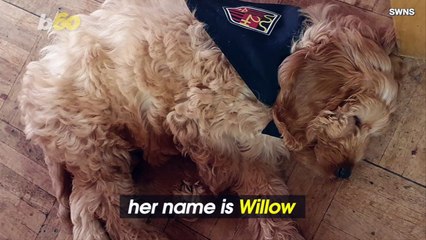 This One Adorable Puppy Gives Children at School Another Reason To Show Up