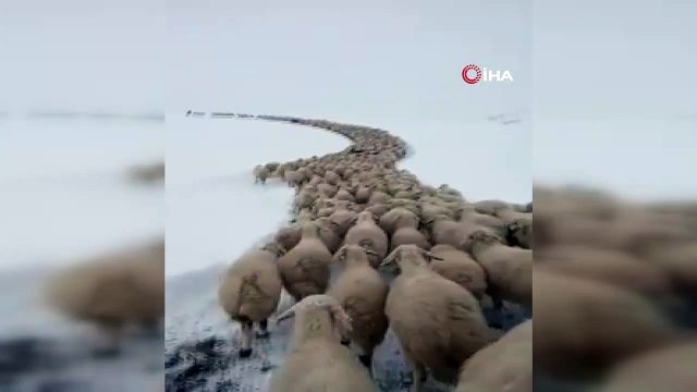 Yaylada mahsur kalan 2 bin küçük baş hayvan ve 4 çoban kurtarıldı