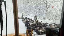 Siirt’te karda mahsur kalan çobanlar ve koyun sürüsü kurtarıldı