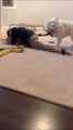 Dog Whacks Owner's Butt With Toy While he Does Yoga