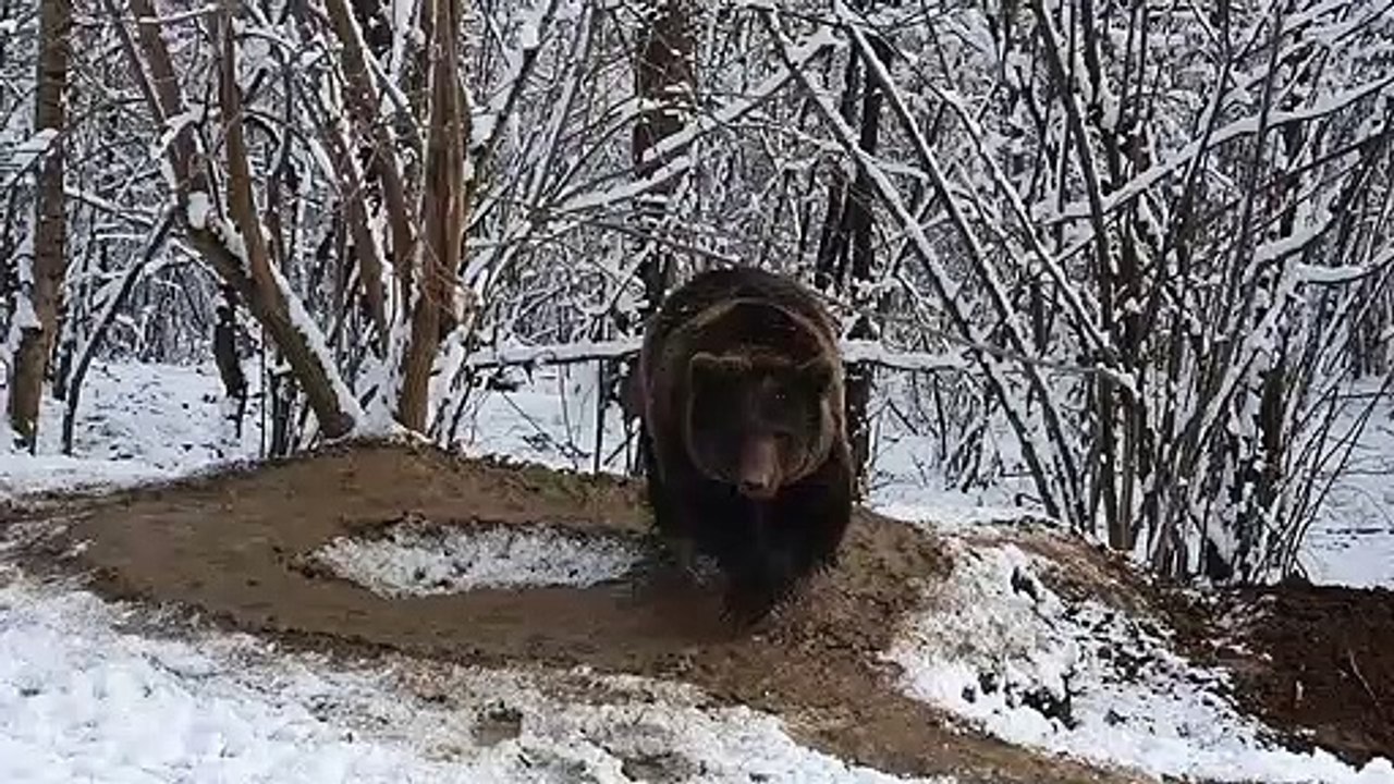 Après 20 ans en cage, une ourse traumatisée tourne en rond