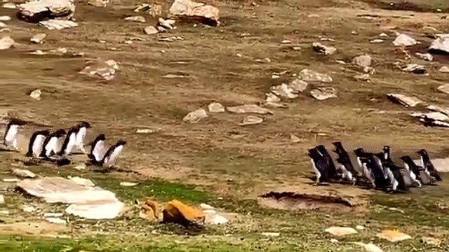 Deux groupes de manchots se croisent sur une île