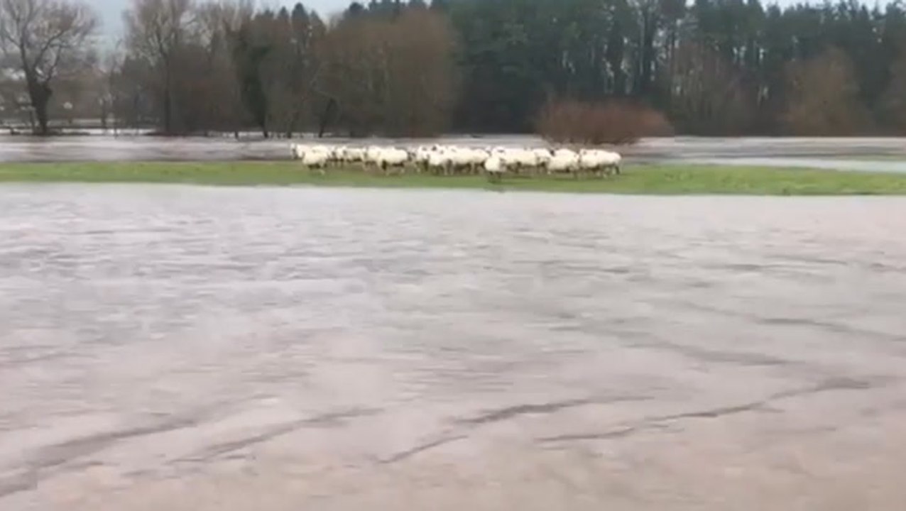 Stranded sheep wait for flooding to subside