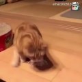 Funniest Cats  - Don't try to hold back Laughter  - Viral Cats Videos
