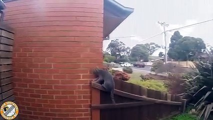 Funniest Cats  - Don't try to hold back Laughter  Parcur cat - Viral Cats Videos