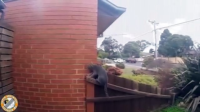 Funniest Cats - Don't try to hold back Laughter Parcur cat - Viral Cats Videos