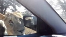 Lion trying get into the car