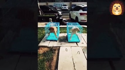 videos super chistosos de animales