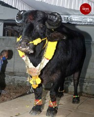 Velu, the mighty: This egg-eating Kerala buffalo weighs 1,300 kg and has a fan club
