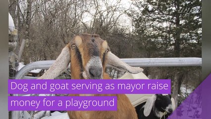 Dog and goat serving as mayor raise money for a playground, and other top stories in strange news from January 21, 2021.
