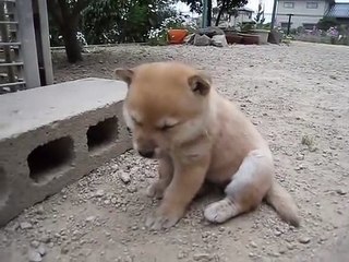 Baby Dog is a Sleeping