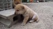 Baby Dog Adorable ✓ Puppy Pets Cute Animals