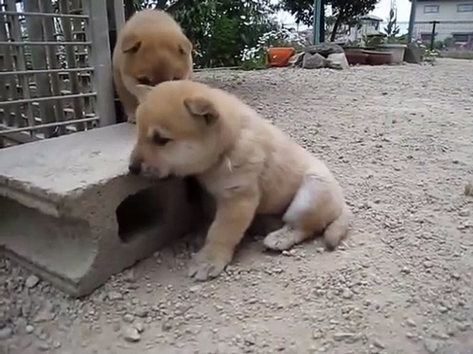 Baby Dog Adorable ✓ Puppy Pets Cute Animals