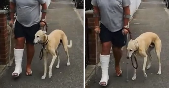 Il emmène son chien qui boite chez le vétérinaire, ce qu'il découvre est absolument incroyable